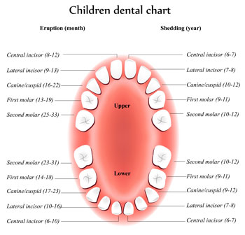 Tooth Eruption Chart - Pediatric Dentist in South Plainfield, NJ